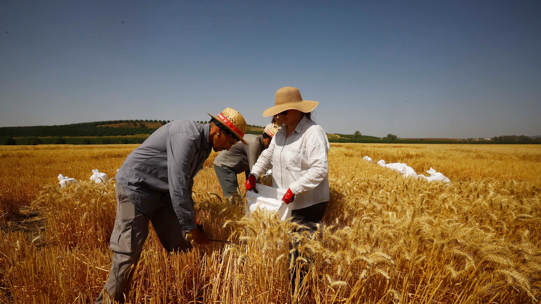 Varias personas trabajan en un cultivo de trigo en Guadalcázar (Córdoba)