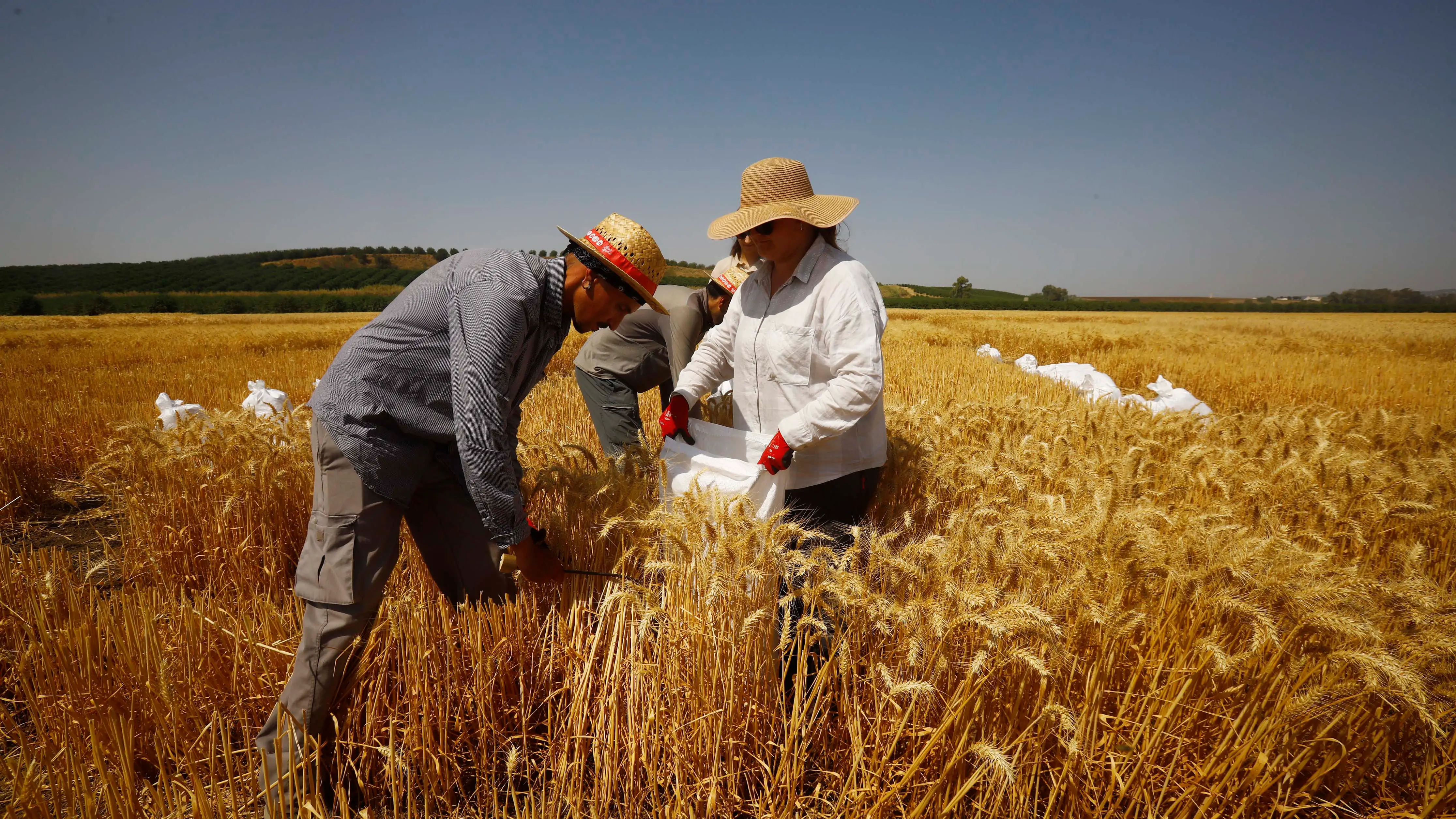 Varias personas trabajan en un cultivo de trigo en Guadalcázar (Córdoba) Varias personas trabajan en un cultivo de trigo en Guadalcázar (Córdoba)