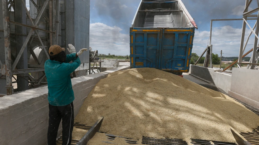 Transporte del grano de cereal en la regi&oacute;n de Odesa, Ucrania