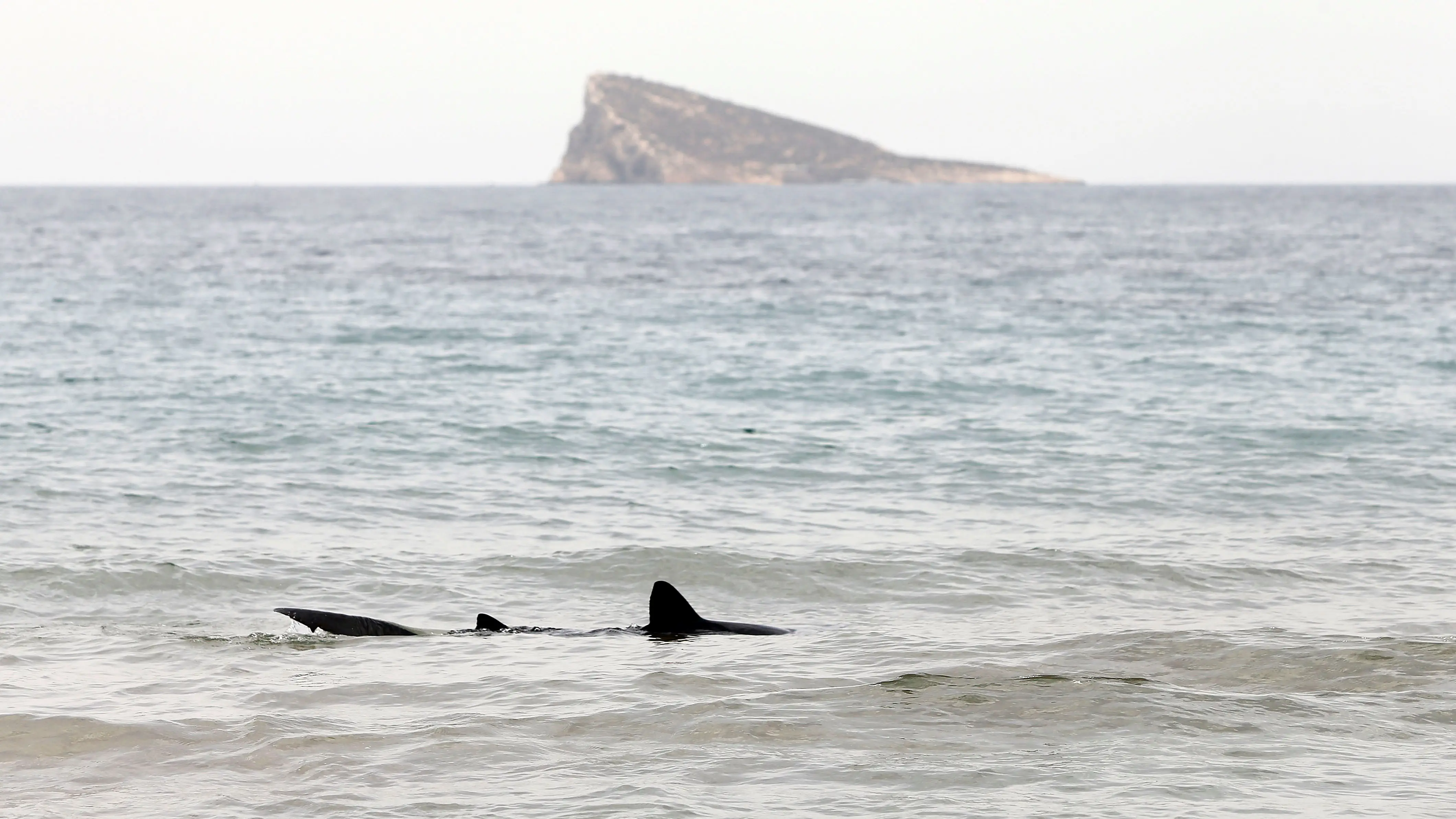 Un ejemplar de tiburón en las playas de Benidorm Un ejemplar de tiburón en las playas de Benidorm