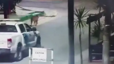 Dos pumas por la calle de Villa Gesell Dos pumas por la calle de Villa Gesell