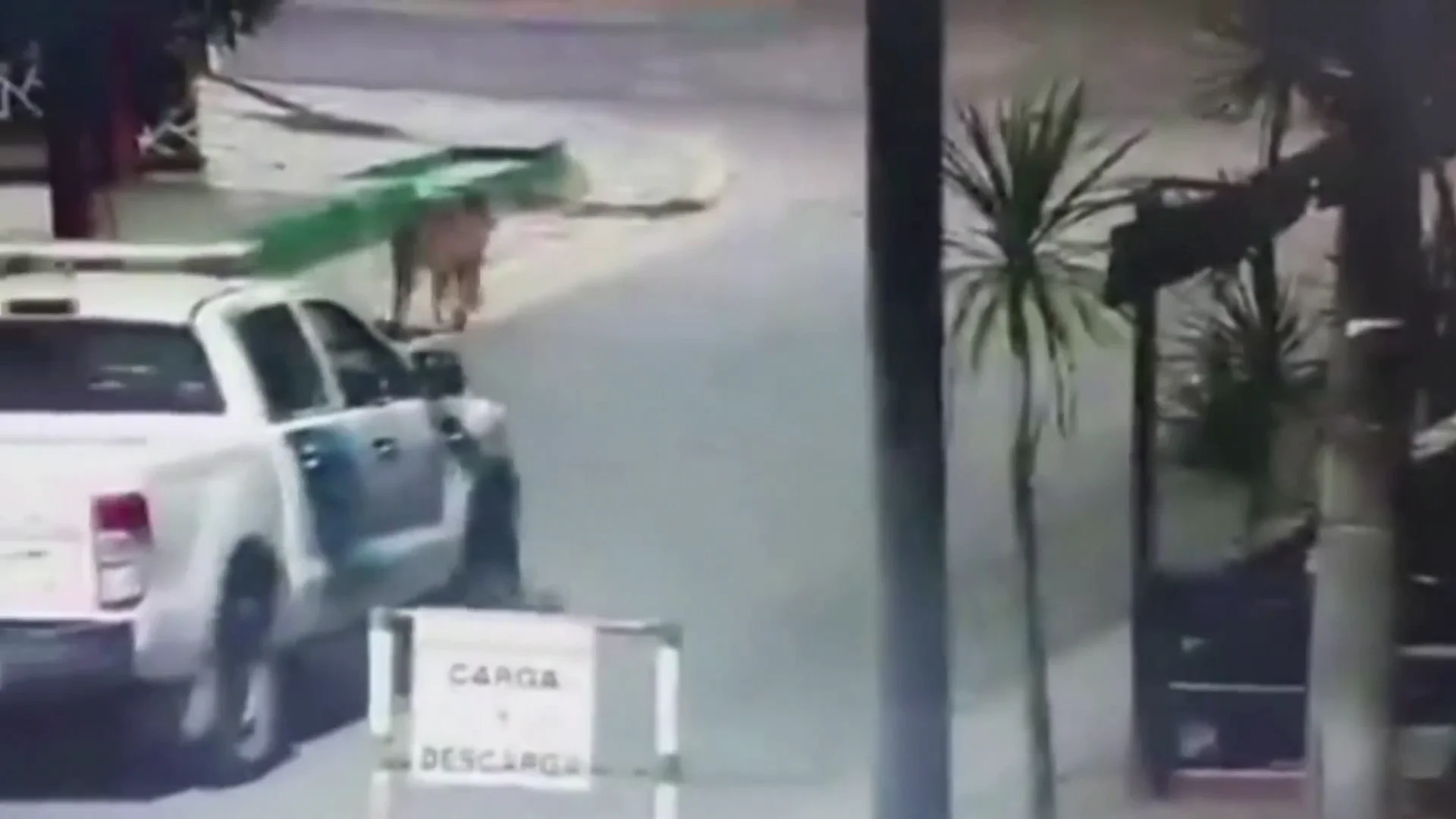 Dos pumas por la calle de Villa Gesell Dos pumas por la calle de Villa Gesell