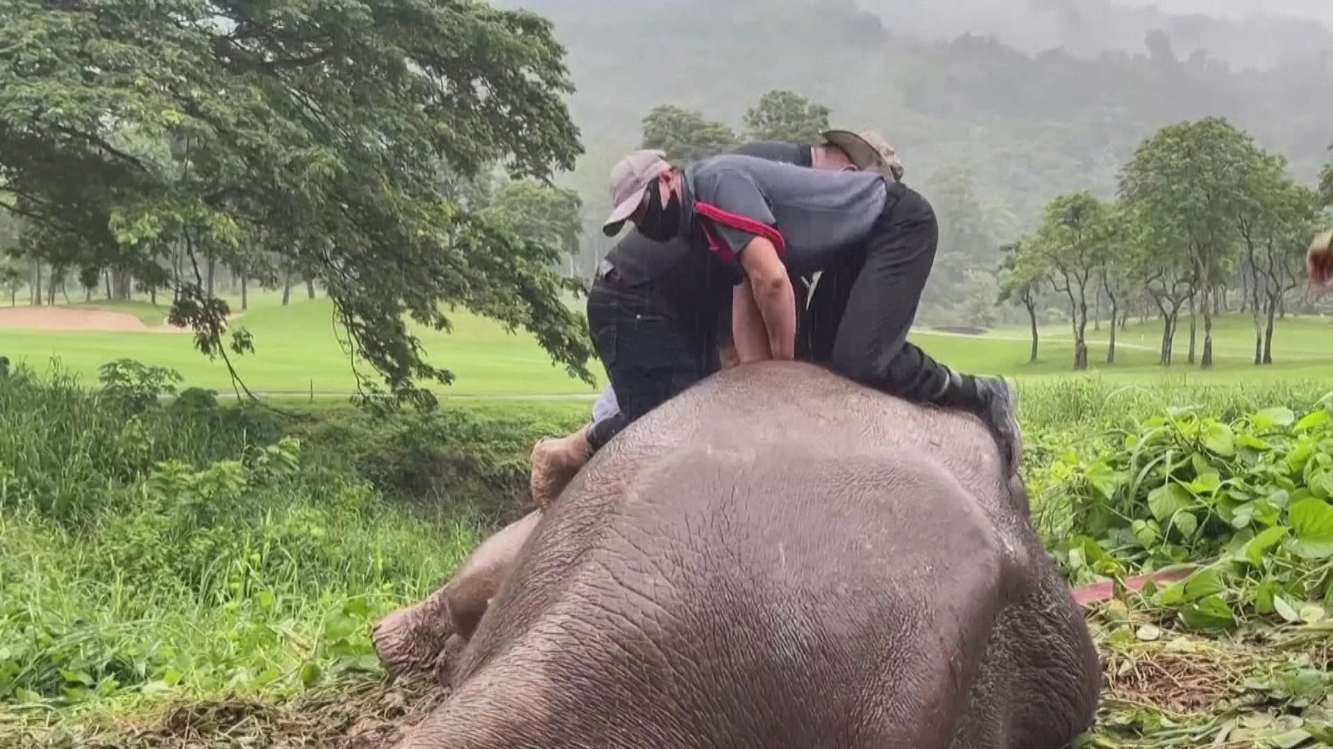 La madre elefante