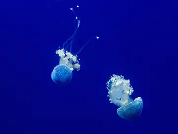Medusas en el mar Medusas en el mar