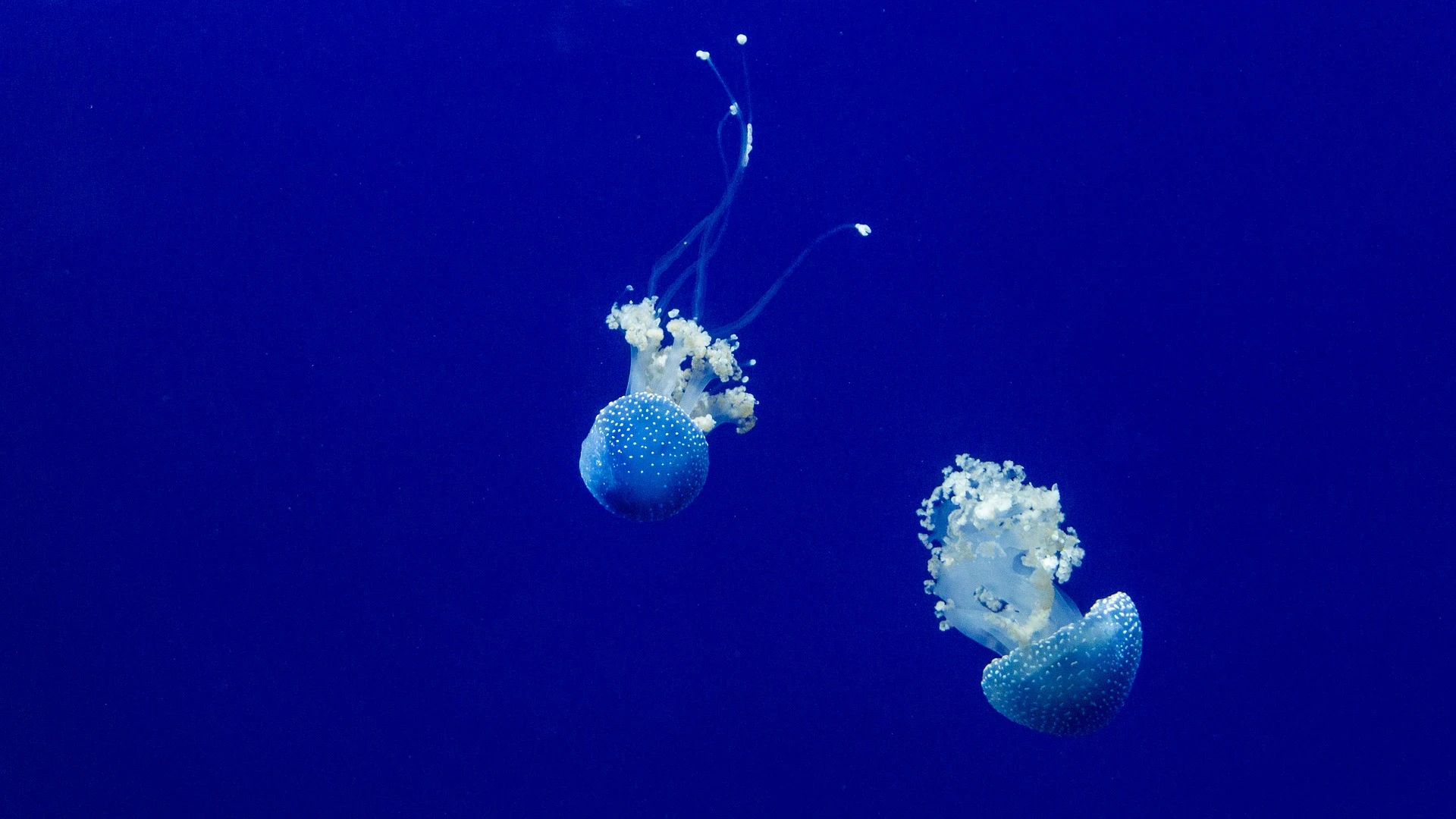 Medusas en el mar