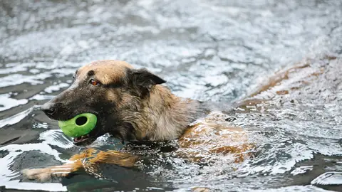 Perro con juguete en el agua Perro con juguete en el agua