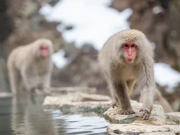 Macacos japoneses Macacos japoneses