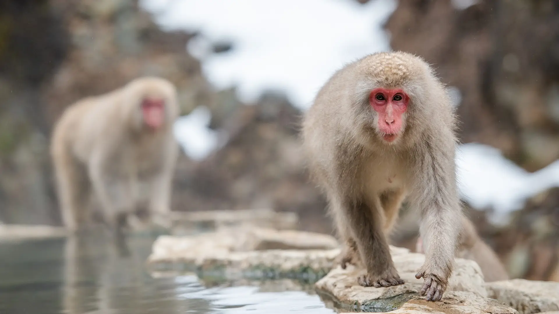 Macacos japoneses Macacos japoneses