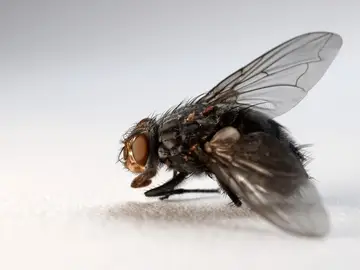 Una mosca Una mosca