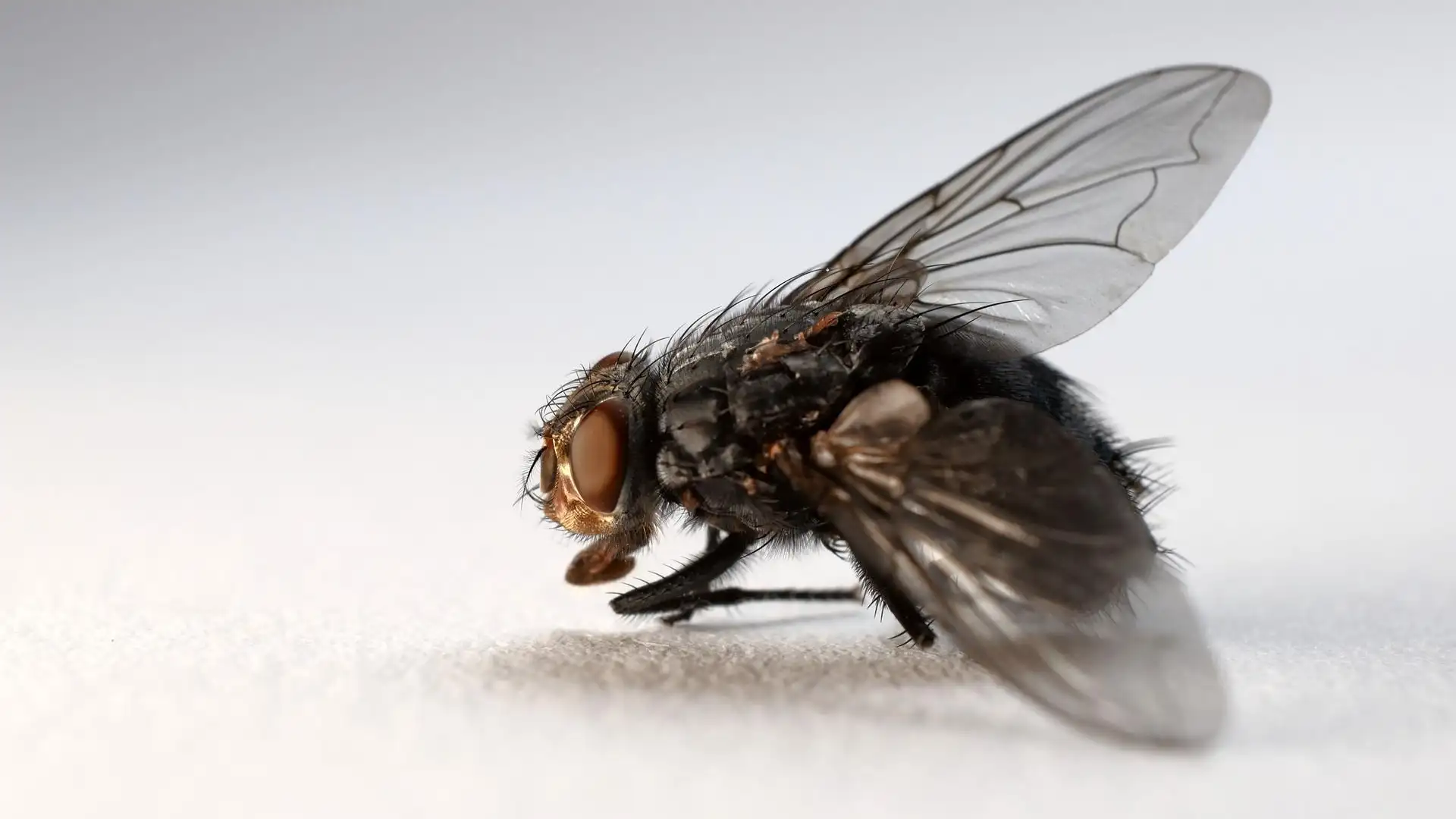 Una mosca Una mosca
