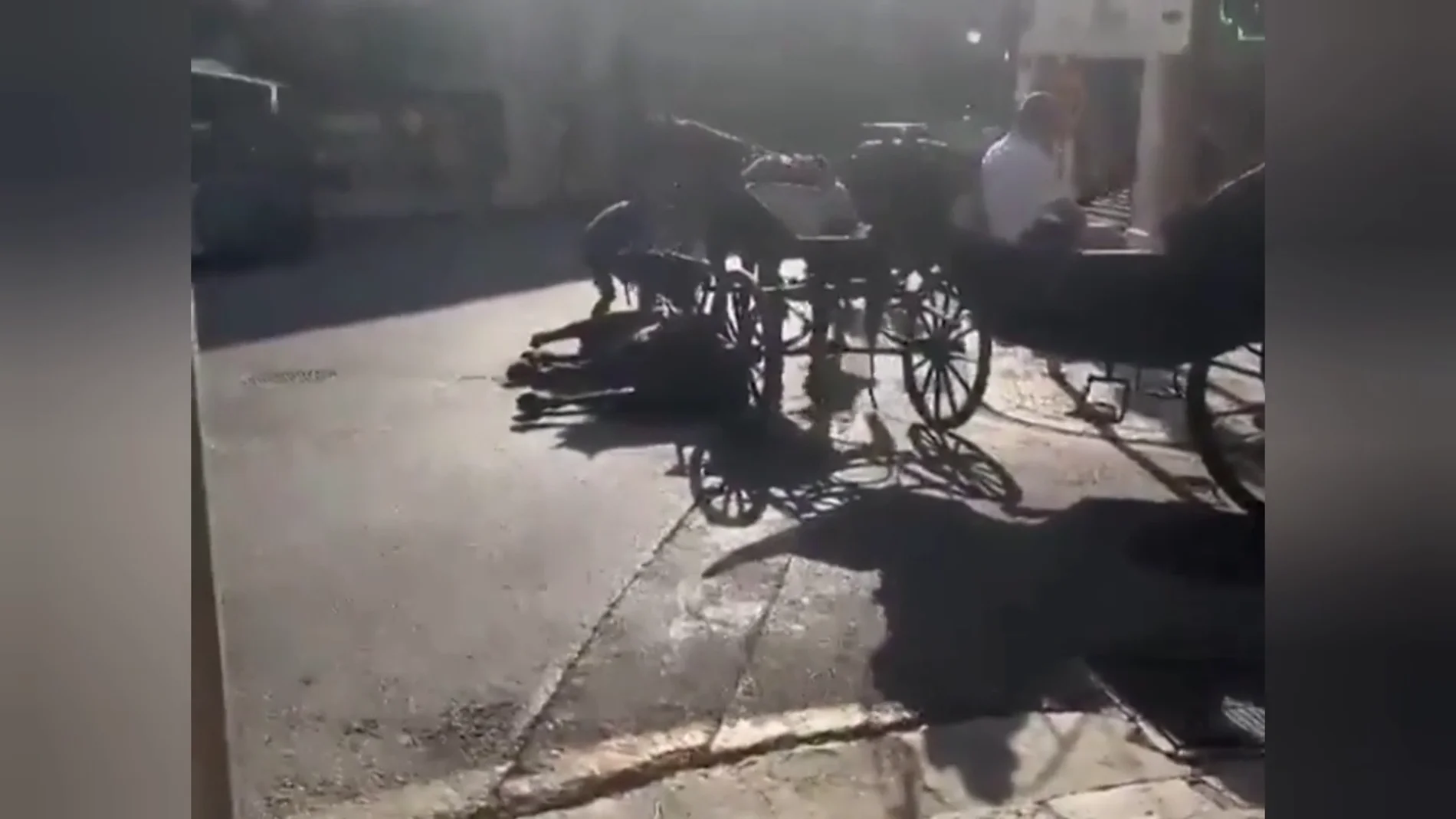 Polémica por las imágenes de un caballo que se desploma en Palma mientras los turistas siguen montados en el carro