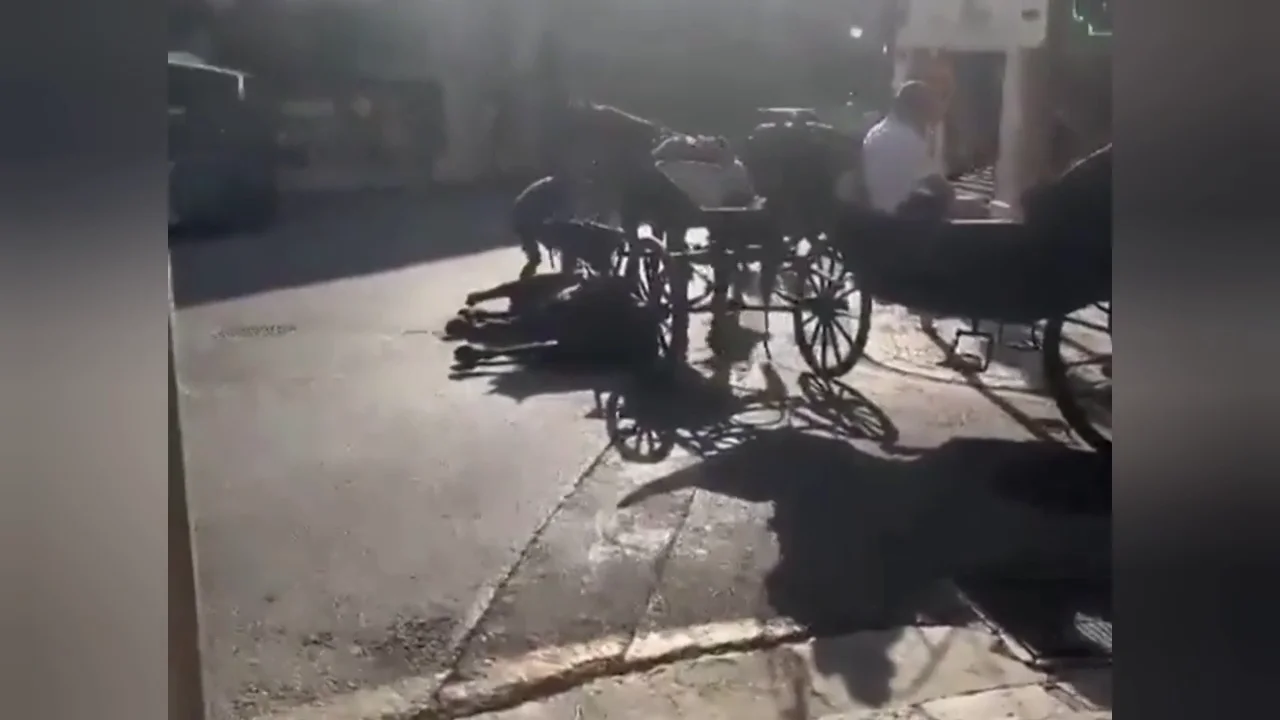 Pol&eacute;mica por las im&aacute;genes de un caballo que se desploma en Palma mientras los turistas siguen montados en el carro