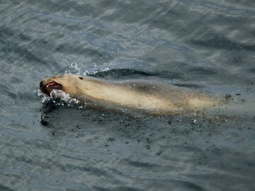 Una foca ataca a una bañista en Hawái