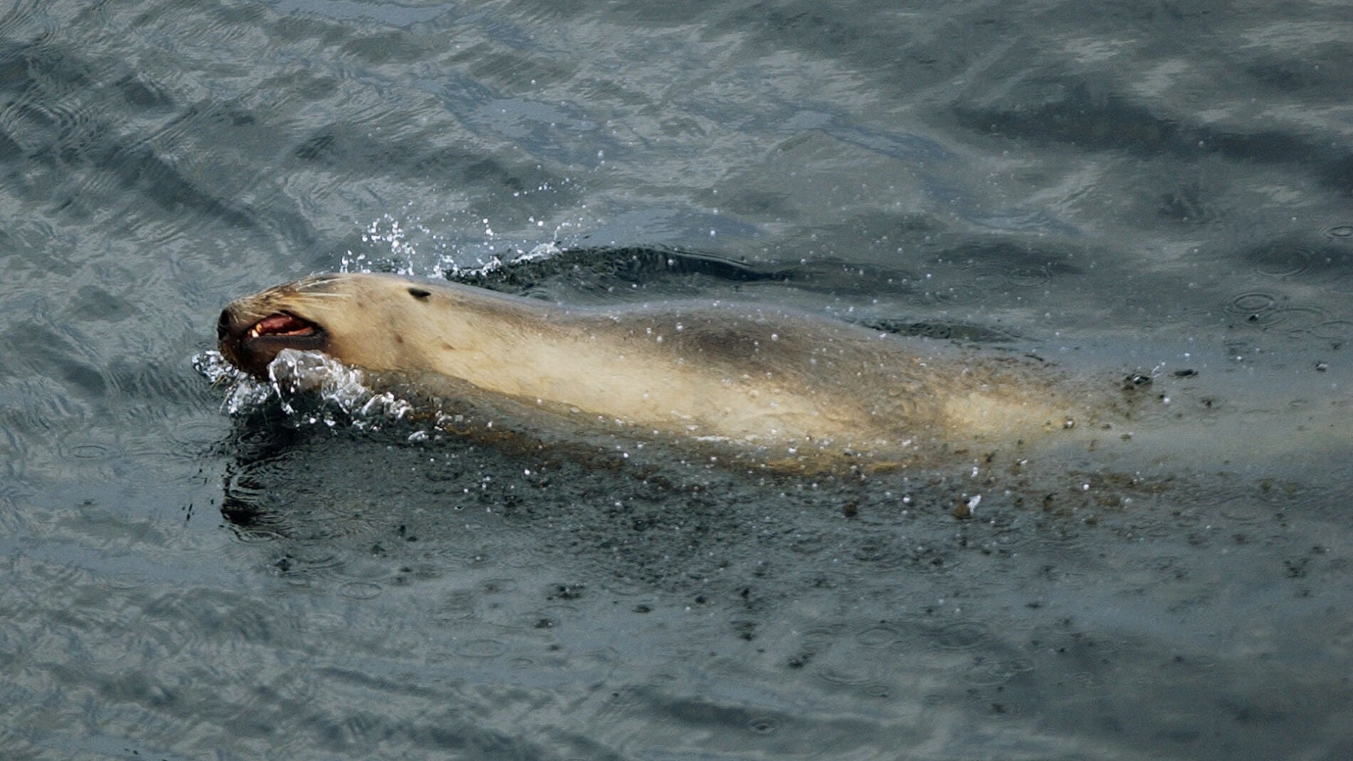 Las angustiosas imágenes del ataque de una foca monje a una bañista en Hawái Foto