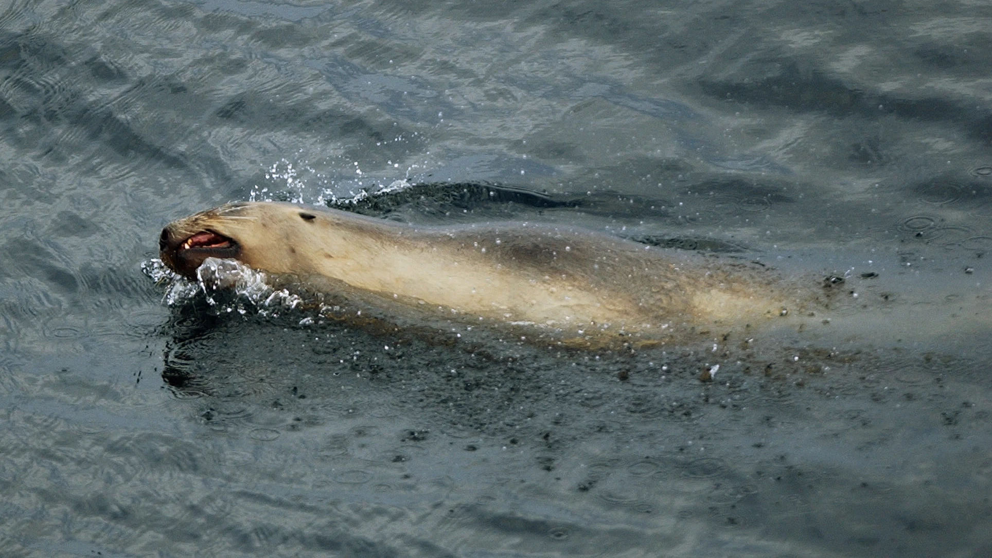 Una foca ataca a una bañista en Hawái Una foca ataca a una bañista en Hawái
