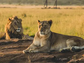 Día Internacional del León: ¿por qué se celebra el 10 de agosto? Día Internacional del León: ¿por qué se celebra el 10 de agosto?