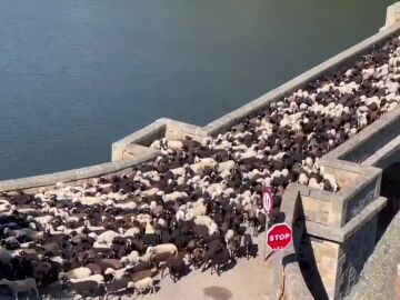 Las ovejas tienen que huir por las llamas