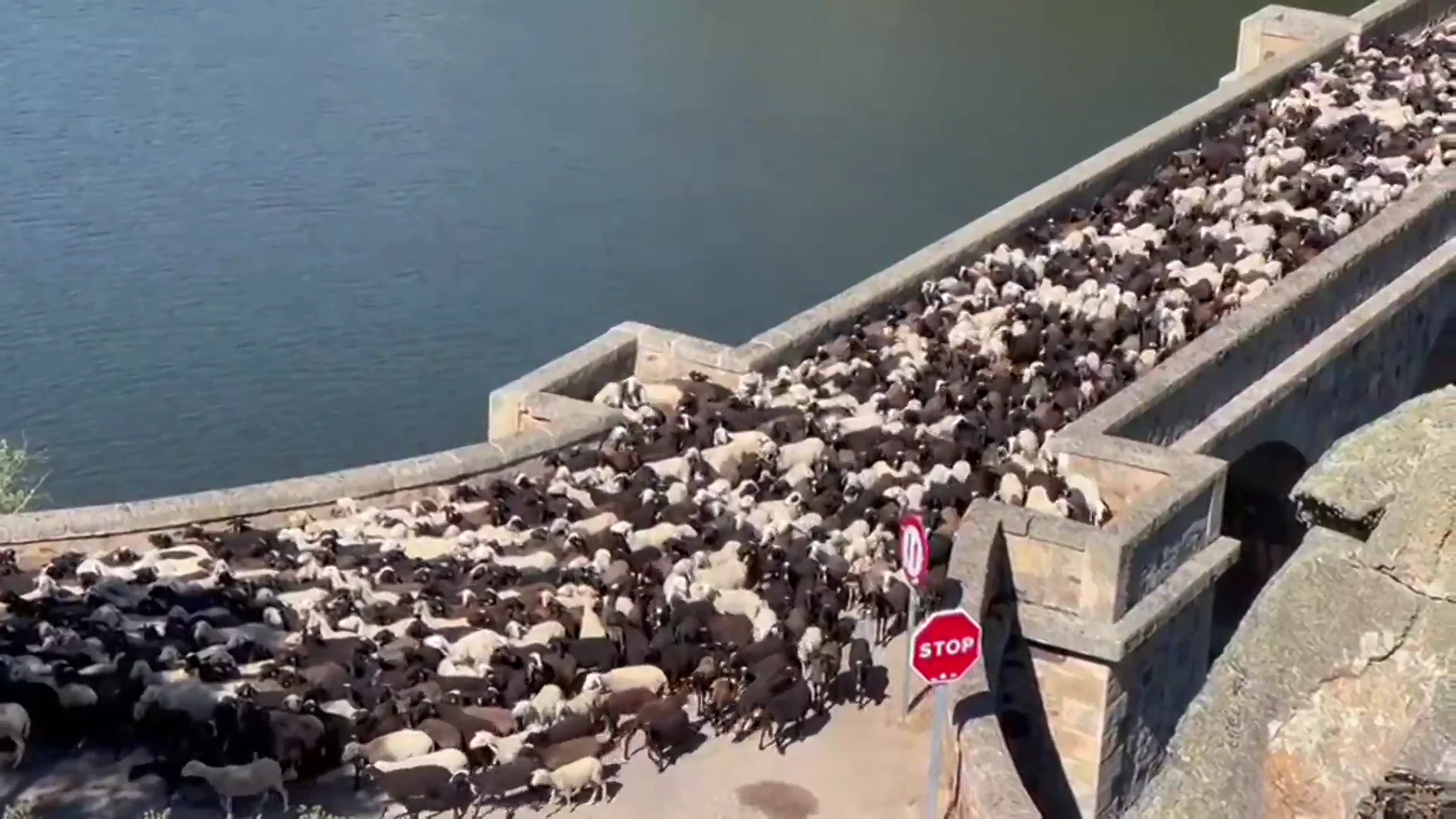 Las ovejas tienen que huir por las llamas