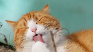Un gato lamiéndose Un gato lamiéndose