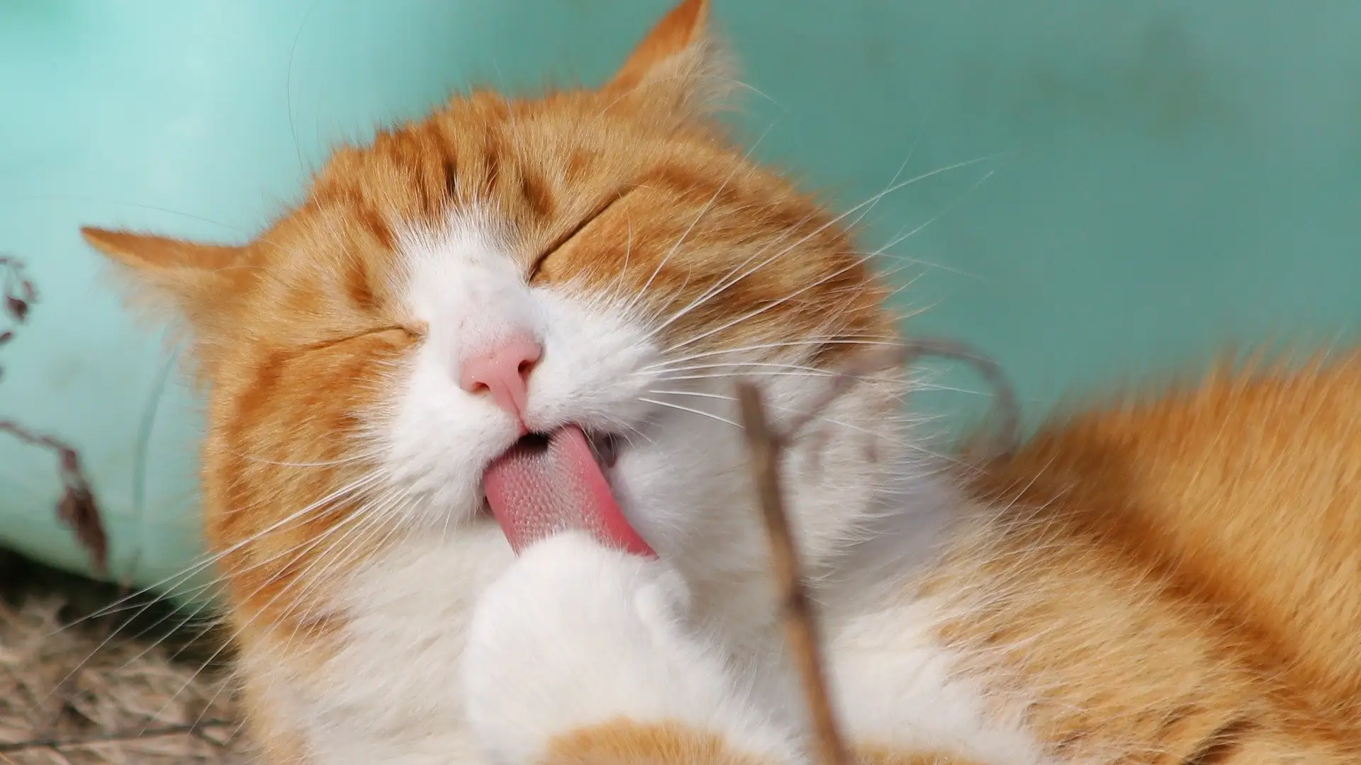 Un gato lamiéndose Un gato lamiéndose