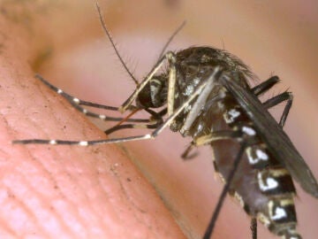 Un mosquito tigre de cerca