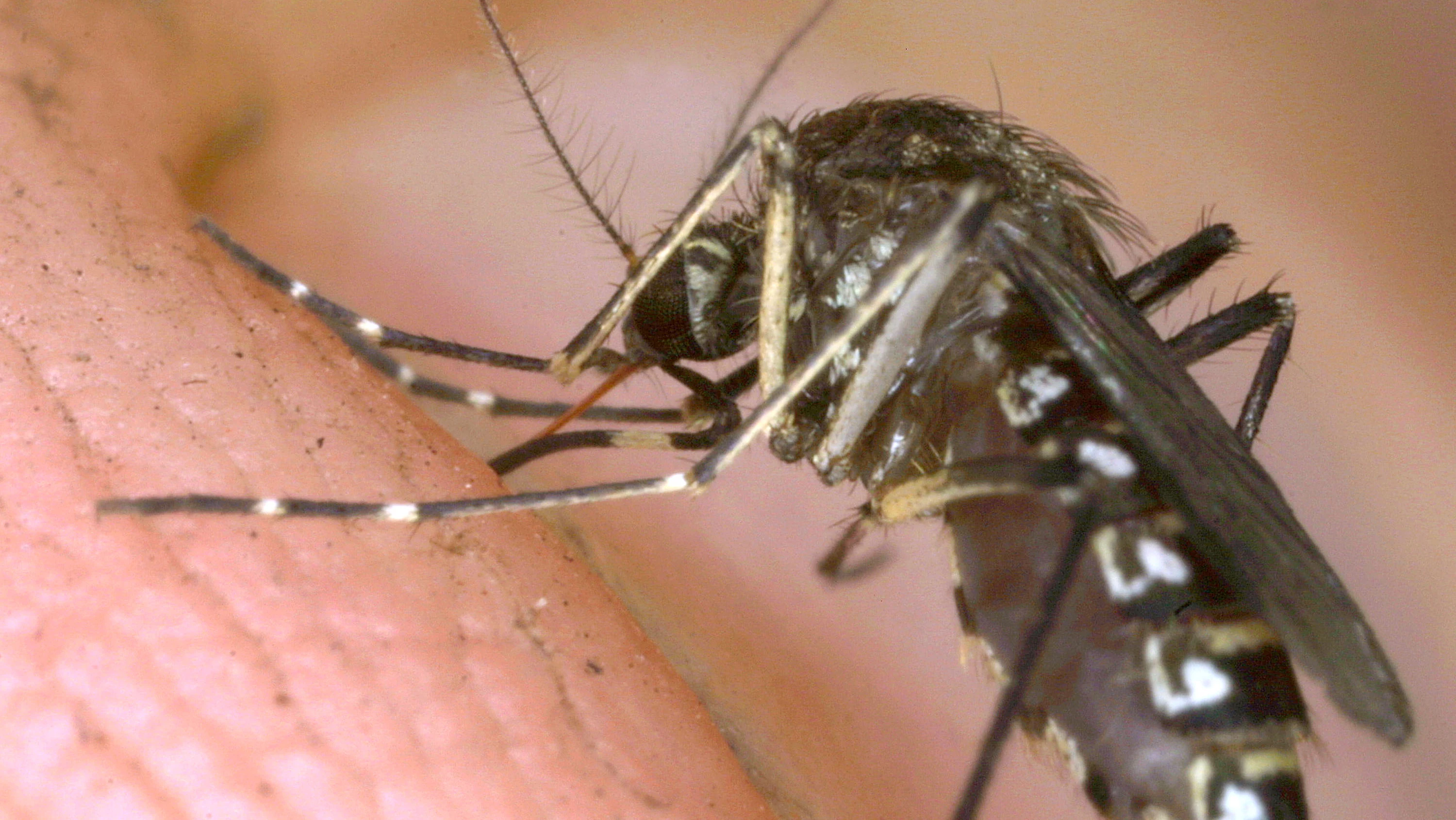 Un mosquito tigre de cerca Primer plano de una mosquito