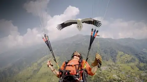 Así es el Parahawking, la mezcla entre parapente y cetrería Así es el Parahawking, la mezcla entre parapente y cetrería