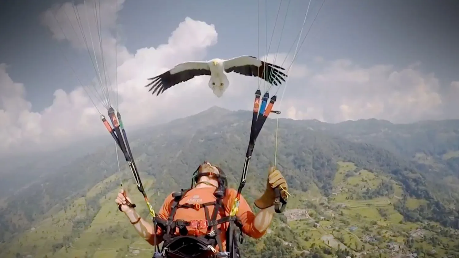 Así es el Parahawking, la mezcla entre parapente y cetrería Así es el Parahawking, la mezcla entre parapente y cetrería