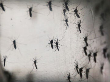 Los mosquitos son uno de los animales más peligrosos del planeta.
