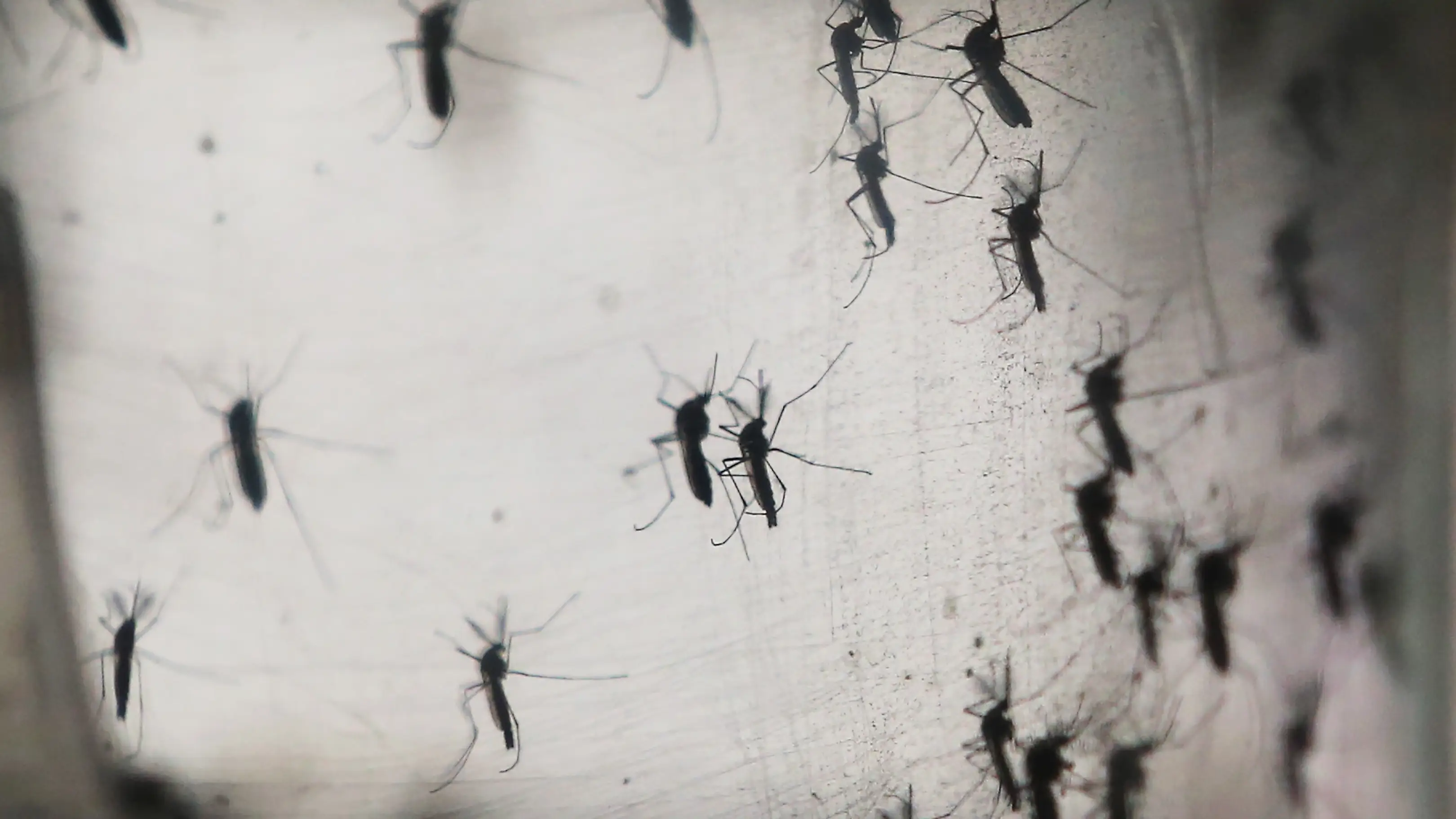 Los mosquitos son uno de los animales más peligrosos del planeta. Grupo de mosquitos sobre una tela
