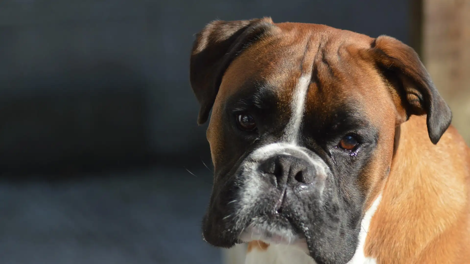 Foto de un perro boxer