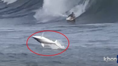 El impactante vídeo de un tiburón saltando a unos metros de un bodyboarder en Hawái
