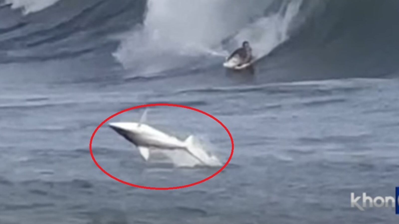 El impactante vídeo de un tiburón saltando a unos metros de un bodyboarder en Hawái