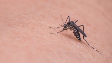 Imagen de un mosquito picando a un humano