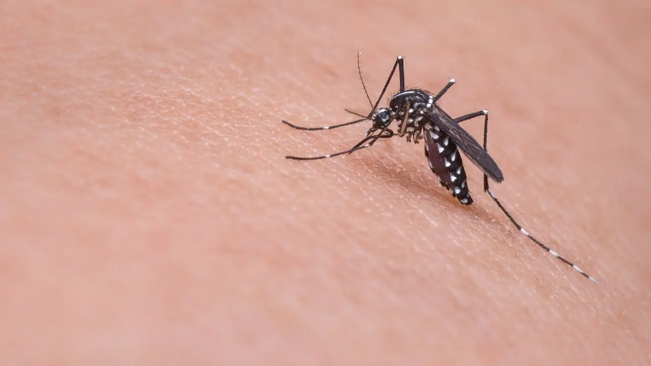 Imagen de un mosquito picando a un humano Imagen de un mosquito picando a un humano