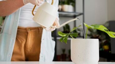 C&oacute;mo regar las plantas durante las vacaciones