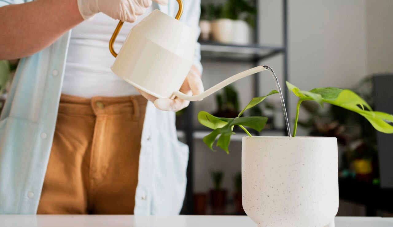 C&oacute;mo regar las plantas durante las vacaciones