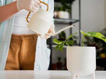 Cómo regar las plantas durante las vacaciones