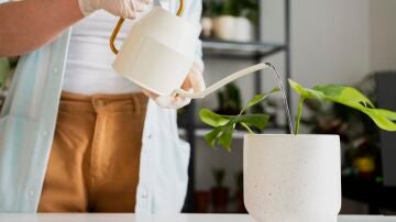 C&oacute;mo regar las plantas durante las vacaciones