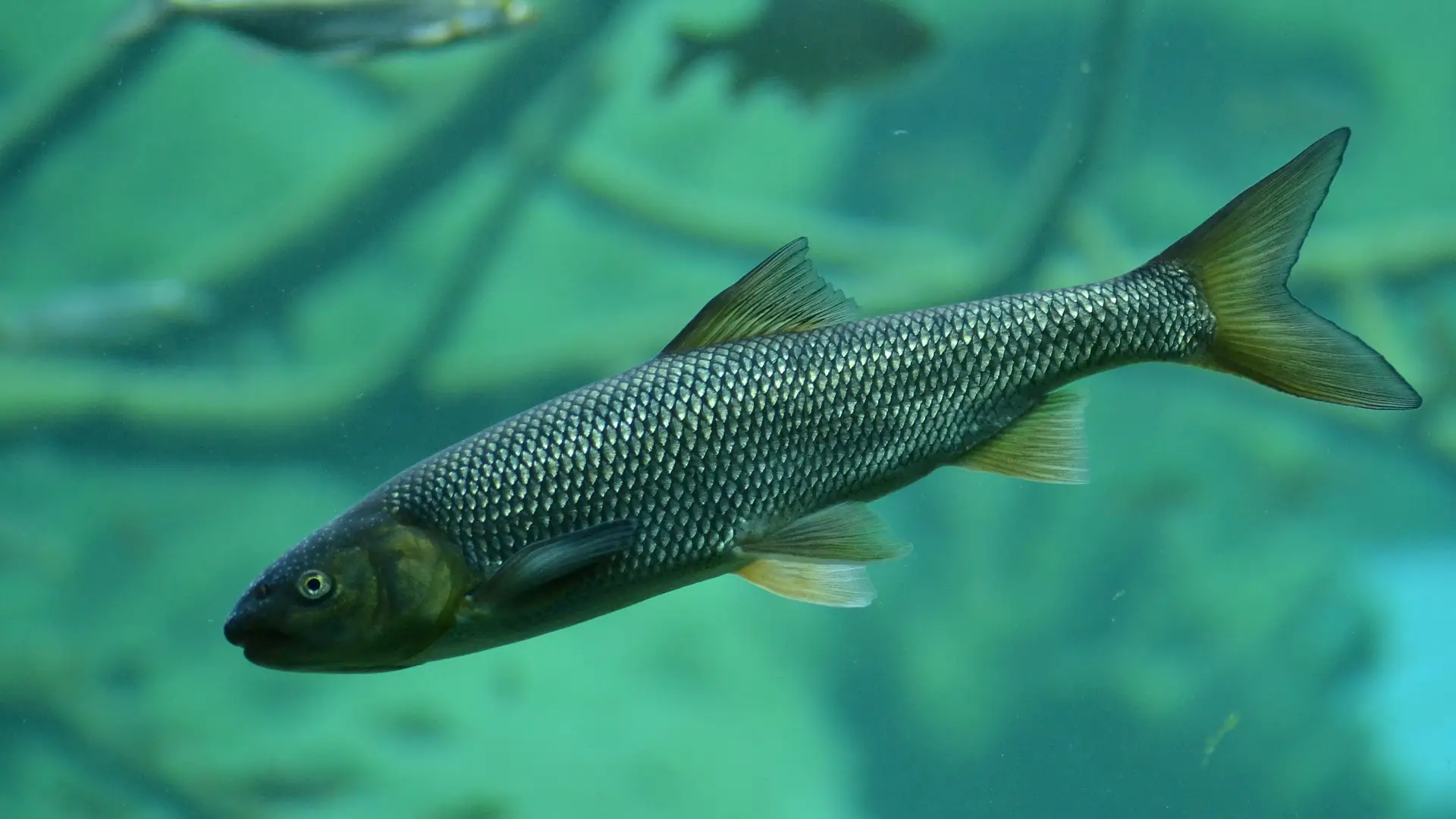 Cuando los peces invasores son autoctonos Cuando los peces invasores son autoctonos