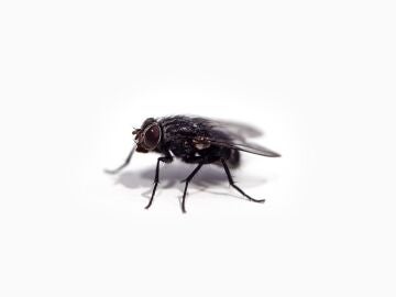 Aprende a eliminar las moscas con una trampa casera