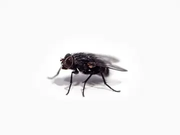 Aprende a eliminar las moscas con una trampa casera Aprende a eliminar las moscas con una trampa casera