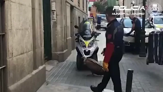 Rescatan a un buitre desorientado y agotado en pleno centro de Madrid Rescatan a un buitre desorientado y agotado en pleno centro de Madrid