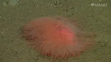 El gusano marino con forma de pompón que no tiene ojos