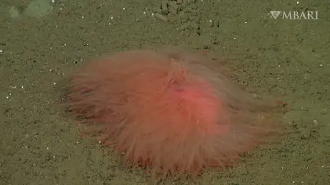 El gusano marino con forma de pompón que no tiene ojos El gusano marino con forma de pompón que no tiene ojos