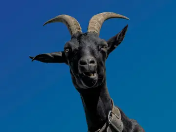 Imagen de una cabra