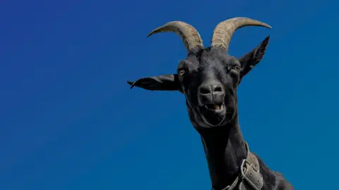 Imagen de una cabra
