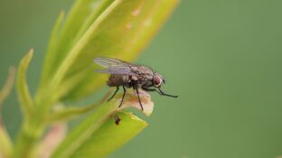 La moca negra es m&aacute;s peque&ntilde;a que la mosca com&uacute;n