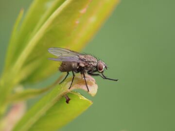 Eliminar moscas con remedios caseros para prevenir enfermedades
