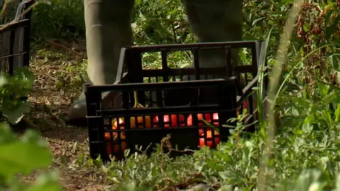 Violación en Murcia Violación en Murcia